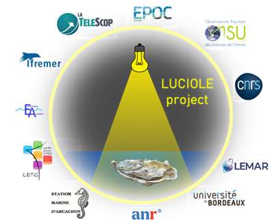 Projet Luciole